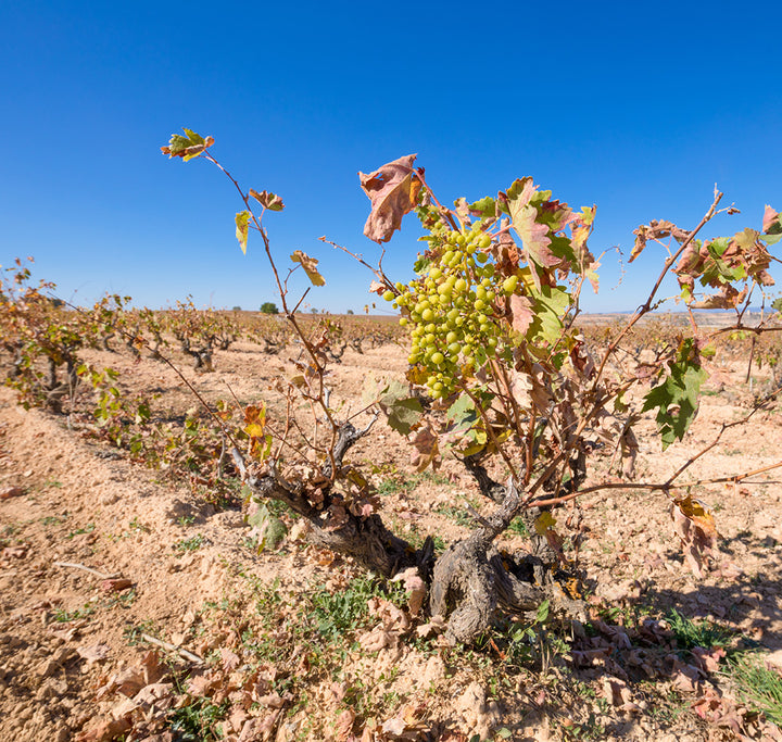 Auswirkungen des Klimawandels auf den Weinbau