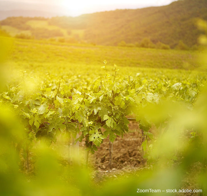 Autochthone Rebsorten in Italien - VINORI Weinhandlung und Vinothek