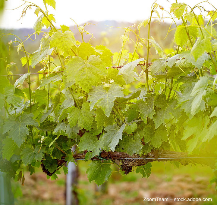 Ein detaillierter Einblick in die autochthonen Rebsorten Italiens - VINORI Weinhandlung und Vinothek