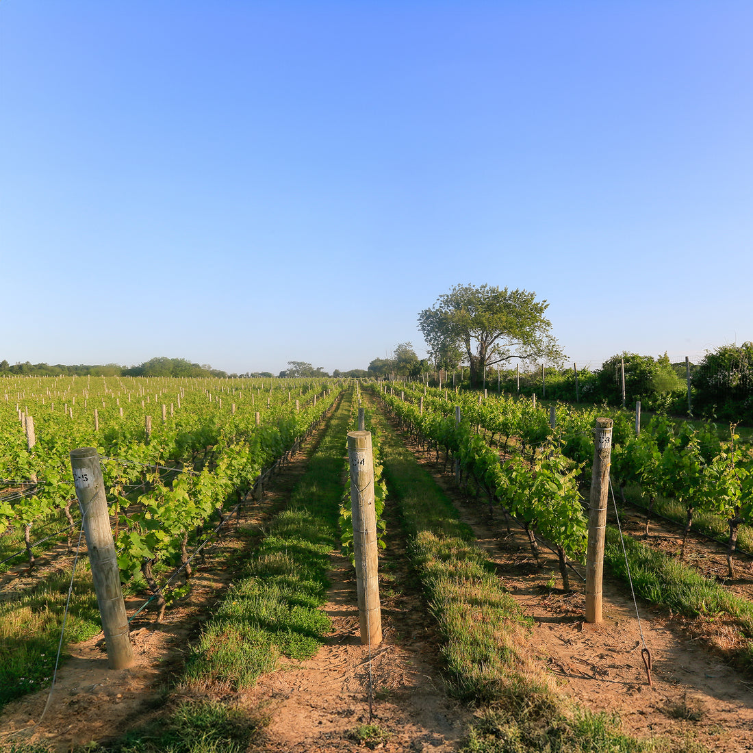 WEINPROBE Rotweine aus Piemont und Toskana