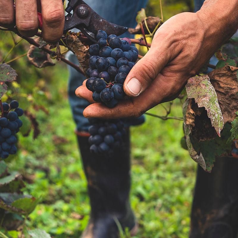 WEINPROBE Italien von Nord nach Süd