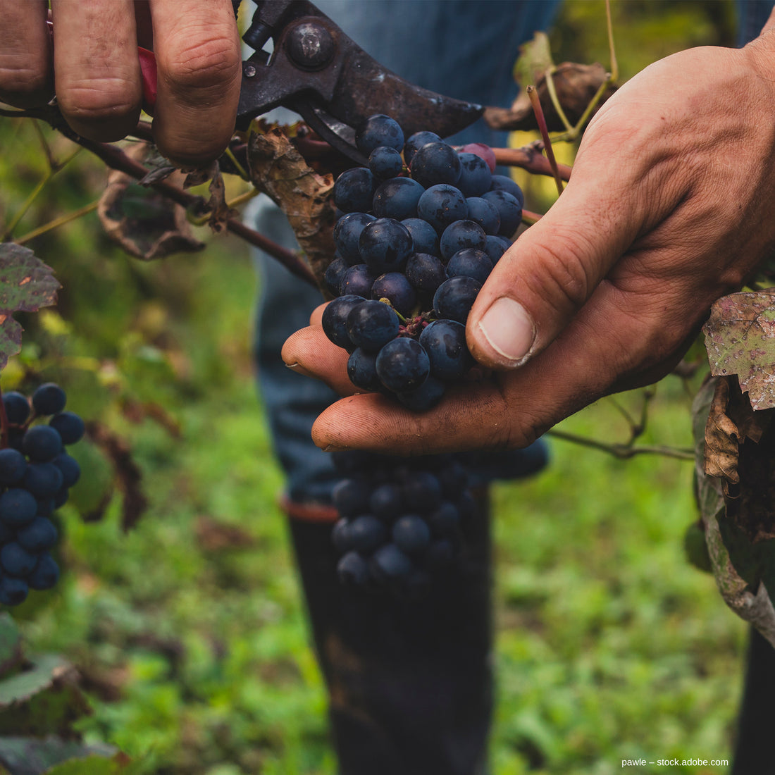 WEINPROBE Italien von Nord nach Süd