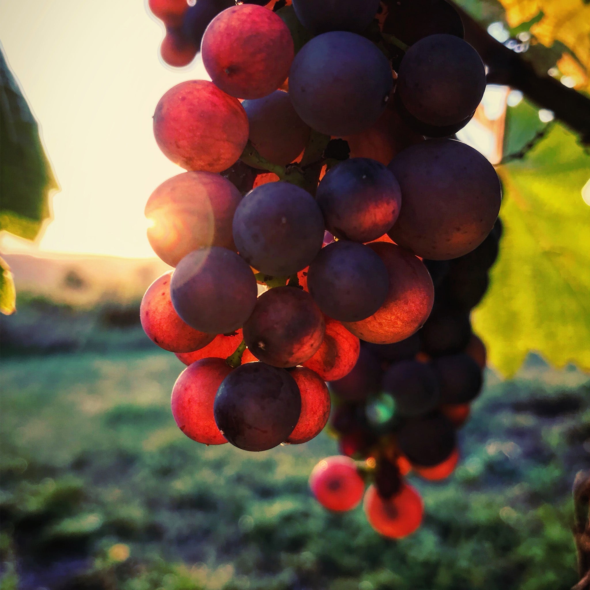 WEINPROBE Frankreich - Élite des Vins - VINORI Weinhandlung und Vinothek