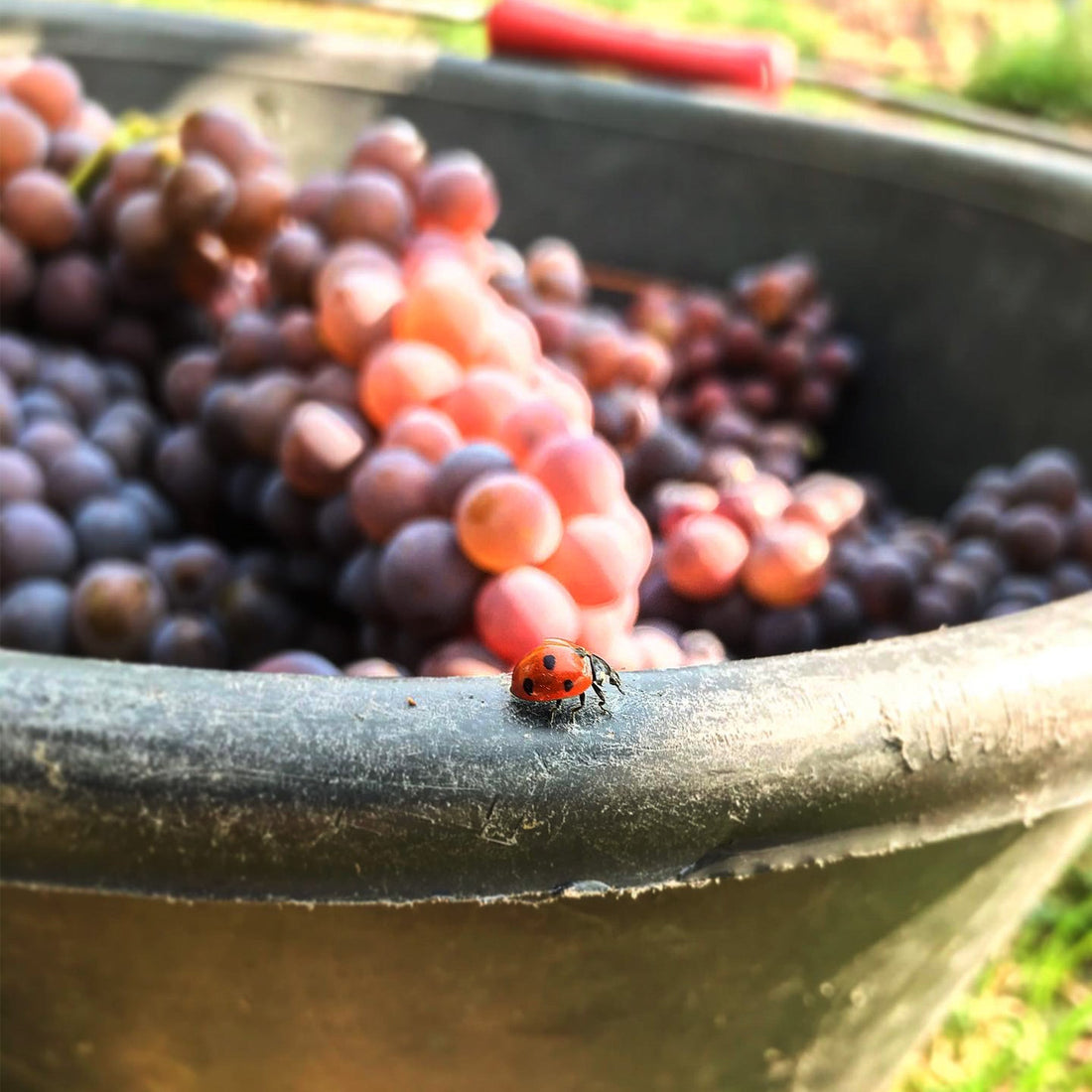 WEINPROBE Wein & Käse - VINORI Weinhandlung und Vinothek