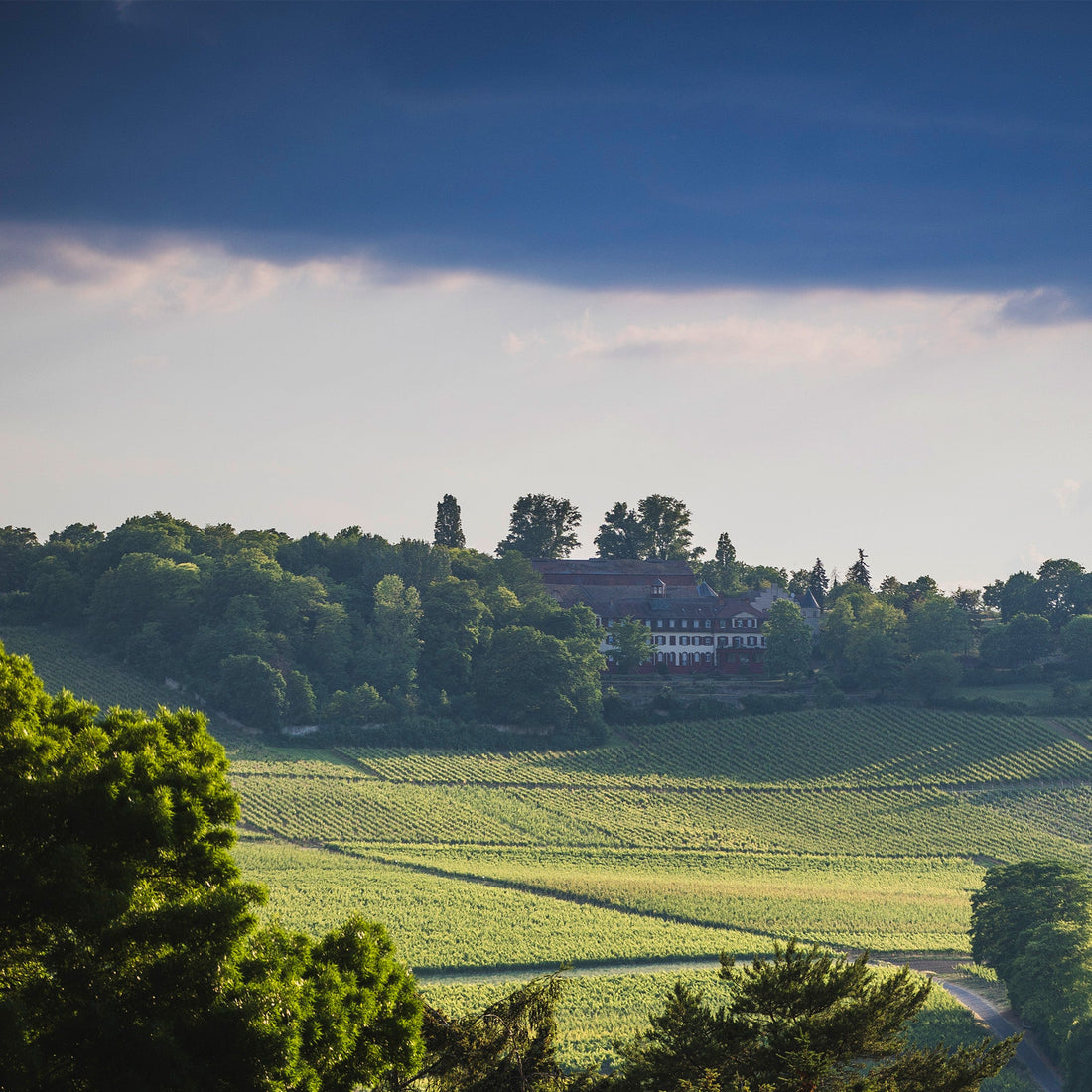 WEINPROBE Weisswein Reise durch Europa - VINORI Weinhandlung und Vinothek